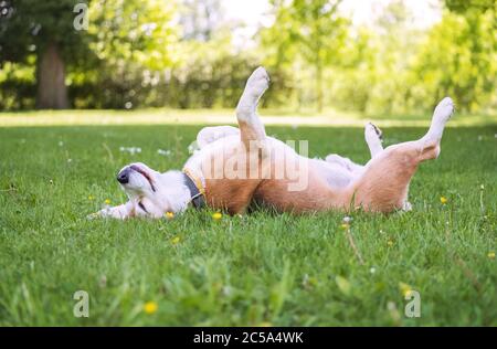 Funny beagle tricolor dog lying or sleeping Paws up on the spine on the city park green grass enjoying the life on the sunny summer day. Careless pets Stock Photo