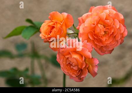 Rosa ‘Orange’ Meilove Stock Photo