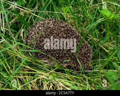 The west European hedgehog, Erinaceus europaeus hiding in long grass, Cornwall, UK Stock Photo