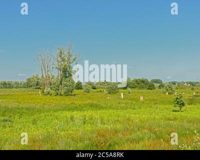 Sunny mown meadows with trees under a clear blue sky in Kalkense ...