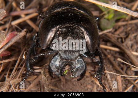 The Sacred scarab (Scarabaeus sacer) Stock Photo