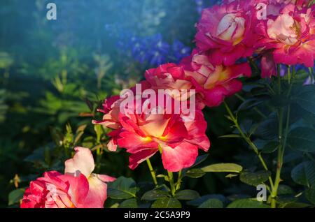 Beautiful two tone flower Utopiya. Beautiful red rose. Combining  lemon yellow to red. Stock Photo
