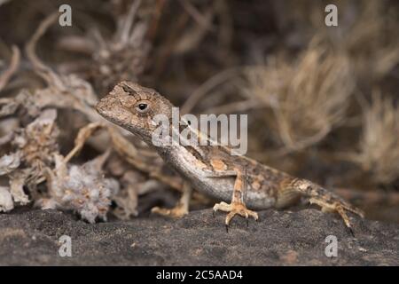 Female fan-throated lizard resting on a rock against dried grass Stock Photo