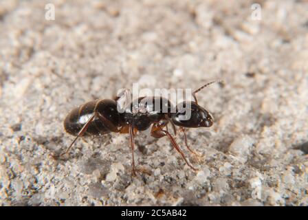Queen of the Red wood ant (Formica rufa) Stock Photo