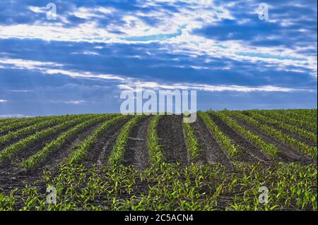 Growing wheat on agriculture field with sky in the background Stock Photo