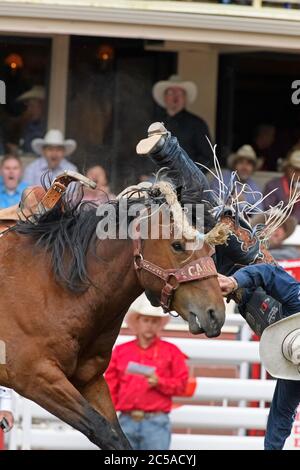 A rodeo saddle bronc rider being bucked off a horse at the Calgary Stampede Rodeo Alberta Canada Stock Photo