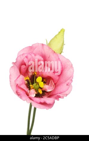 Lisianthus flower and bud isolated against white Stock Photo