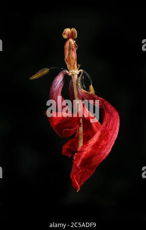 Wilted and dried red tulip flower head isolated against black Stock Photo