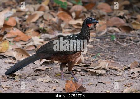 An endangered Chestnut-bellied Guan (Penelope ochrogaster) from North Pantanal, Brazil Stock Photo