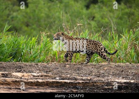 A wild Jaguar (Panthera onca) from North Pantanal, Brazil Stock Photo