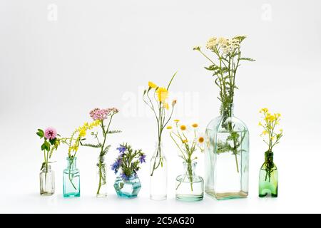 Wild field herbs in bottles of different shapes on a white-gray background as a decoration. Card Stock Photo