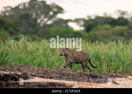 A wild Jaguar (Panthera onca) from North Pantanal, Brazil Stock Photo