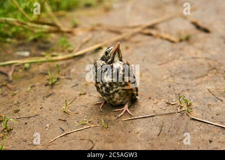 fledgling robin sits on the ground Stock Photo