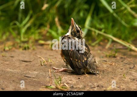 fledgling robin sits on the ground Stock Photo