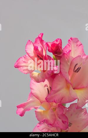 Flowers of a long terminal spike of a pink gladiolus with a neutral wall in the background Stock Photo
