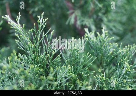 Conifer Thuja Orientalis: a close up of the immature seed cones. Thuja branch leaves with tiny cones. Stock Photo