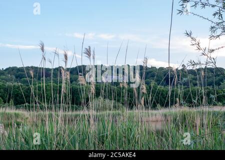 Grain in front of a river and a church in a polder landscape in gelderland Stock Photo