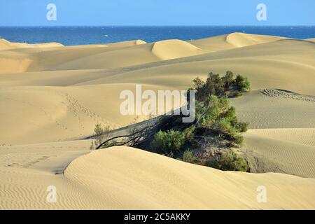 Famous natural park Maspalomas dunes in Gran Canaria at evening time, Canary island, Spain Stock Photo
