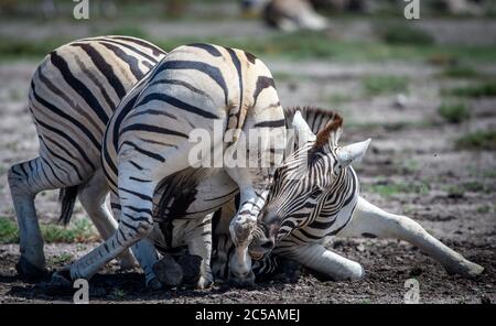 Burchell's  zebras (Equus quagga burchellii) engaging in play fighting, Etosha National Park, Namibia Stock Photo