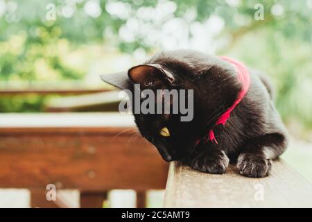 Closeup shot of a black cat with a pink collar around its neck sitting on a wooden surface Stock Photo
