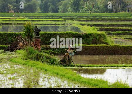 Bali. Indonesia, 14 July 2010: Overview of a typical asian woman working on rice cultivation in a field flooded with water in the plains surrounding B Stock Photo