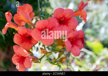 Bignonia capreolata orange trumpet flowers Stock Photo