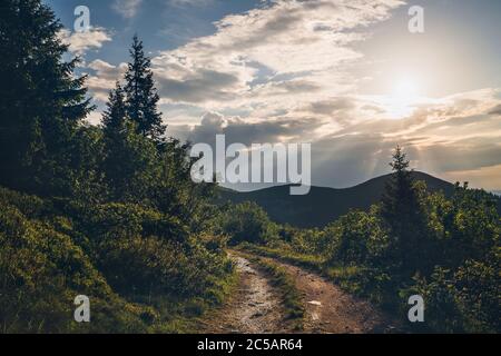 Dirty country mountain road surrounded spruces trees view with evening sun rays light. Traveling in Europe in Slovak Republic, Mala Fatra mountains. Stock Photo
