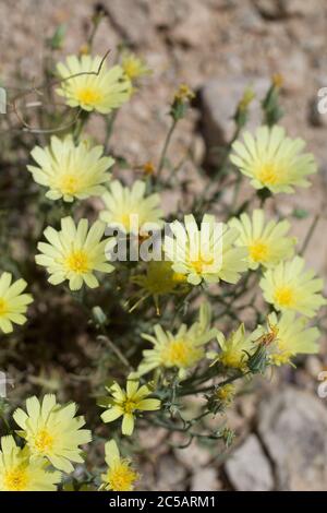 Gold blooms of Yellow Tackstem, Calycoseris Parryi, Asteraceae, native Annual on the edges of Twentynine Palms, Southern Mojave Desert, Springtime. Stock Photo