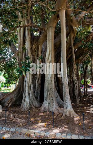 Banyan Tree, Ficus Benghalensis, Park Garibaldi, Palermo, Sicily, Italy Stock Photo