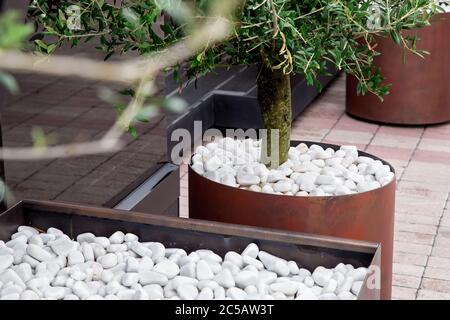 iron flowerpots on a street near the dark glass facade of a building for decorative trees withgreen leaf with stone white pebbles, closeup nobody. Stock Photo