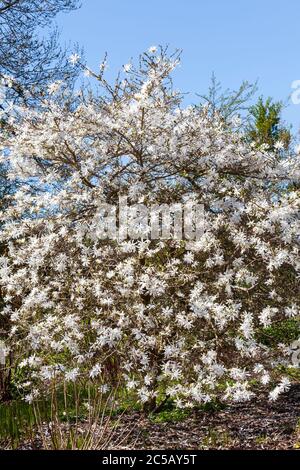 Star magnolia a winter spring white flower shrub or small tree Stock Photo