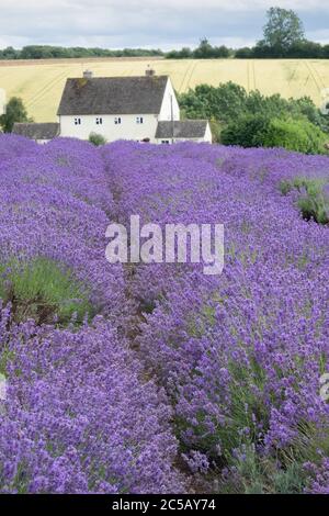 Lines of heather at Cotswold Lavender farm at Snowshill Broadway. Stock Photo