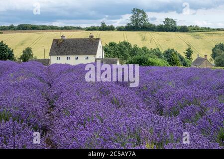 Lines of heather at Cotswold Lavender farm at Snowshill Broadway. Stock Photo