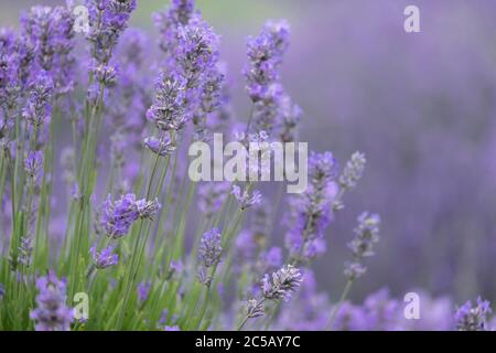 Close up of lavender in a lavender field Stock Photo