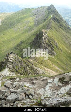 Walkers on strding edge in the Lake District when viewed from Helvellyn. Stock Photo