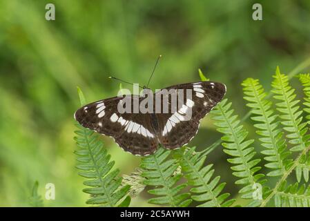 White admiral butterfly (Ladoga camilla) Stock Photo