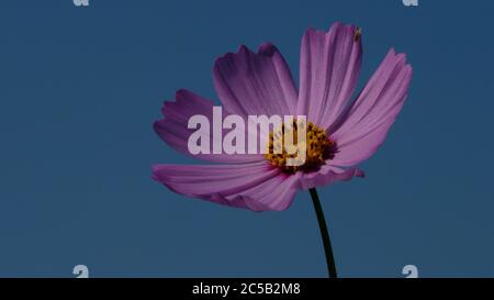 Horizontal shot o a single purple Comsom flower on a plain blue background Stock Photo