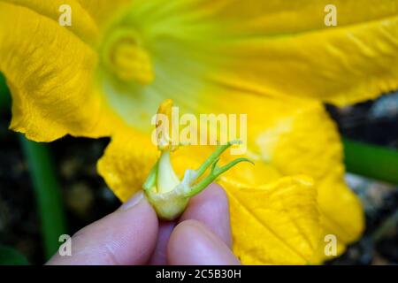 Hand pollinating (pollination) Squash Zucchini, Male and Female  Blossoms (Flowers) Stock Photo