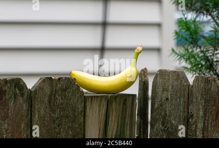 Banana sitting on a wooden fence post in front of white house Stock Photo