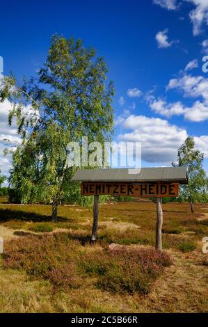 Nemitz heath (Nemitzer Heide) in nature park Elbhöhen-Wendland, Lüchow-Dannenberg district, Lower Saxony, Germany Stock Photo