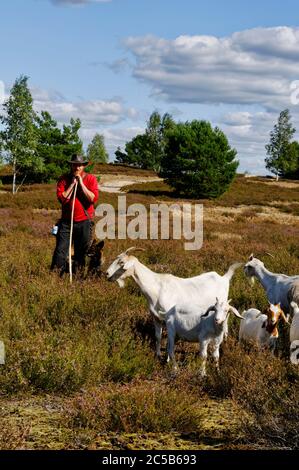 Nemitz heath in nature park Elbhöhen-Wendland: shepherd with goats, Lüchow-Dannenberg district, Lower Saxony, Germany Stock Photo