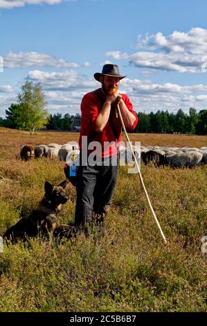 Nemitz heath in nature park Elbhöhen-Wendland: shepherd with sheepdog and sheep flock, Lüchow-Dannenberg district, Lower Saxony, Germany Stock Photo