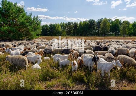 Flock of sheep in Nemitz heath in nature park Elbhöhen-Wendland, Lüchow-Dannenberg district, Lower Saxony, Germany Stock Photo