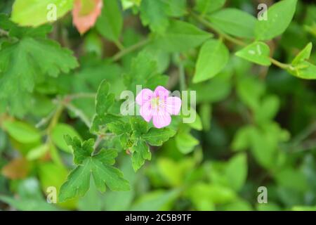 One purple Biophytum sensitivum flower blossoms with green leaves as background in the garden Stock Photo