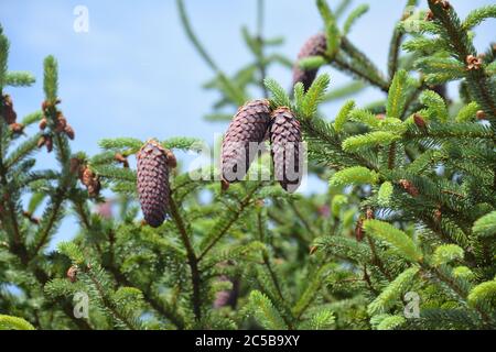Some brown pine cones on the tree under sunny day in the garden Stock Photo