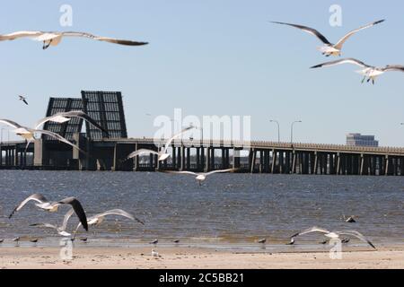 Peaceful scene of sea gulls on Front Beach in Ocean Springs, Mississippi after Hurricane Katrina. swept through the area. Stock Photo