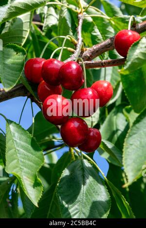 Michigan Sweet Cherries, Hedelfingen (German), variety, SW Michigan, USA, by James D Coppinger/Dembinsky Photo Assoc Stock Photo