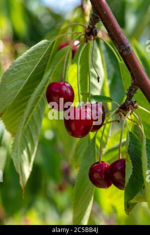 Michigan Sweet Cherries, Hedelfingen (German), variety, SW Michigan, USA, by James D Coppinger/Dembinsky Photo Assoc Stock Photo