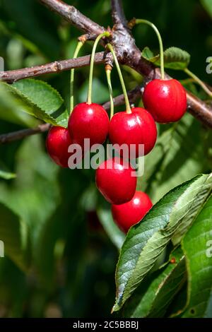 Michigan Sweet Cherries, Hedelfingen (German), variety, SW Michigan, USA, by James D Coppinger/Dembinsky Photo Assoc Stock Photo