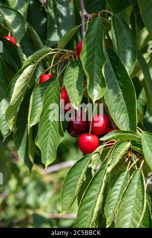 Michigan Sweet Cherries, Hedelfingen (German), variety, SW Michigan, USA, by James D Coppinger/Dembinsky Photo Assoc Stock Photo